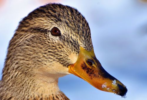 duck water bird mallard