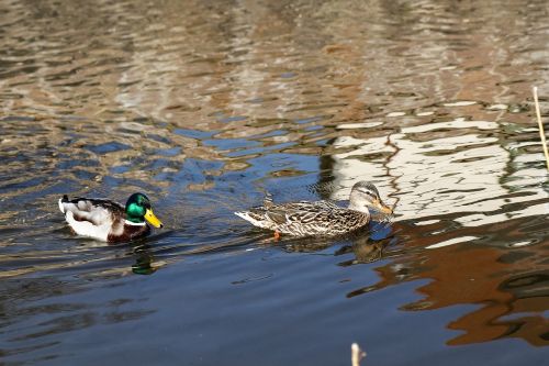 duck puddle lake