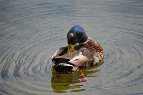 duck waters lake