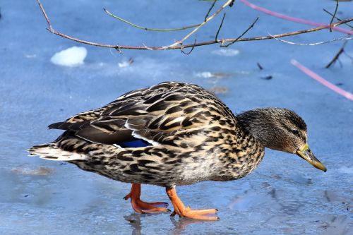 duck water bird mallard