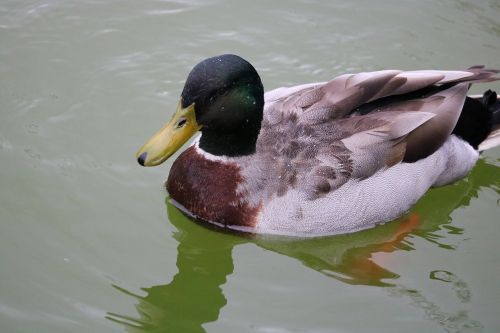 duck birds body of water