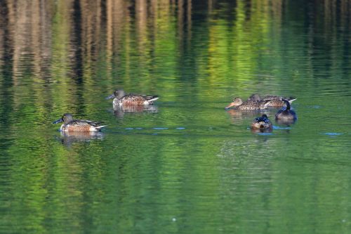 duck waters pond