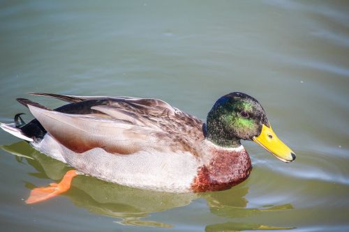 duck bird pool