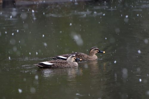 duck waters bird