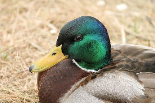 duck drake mallard