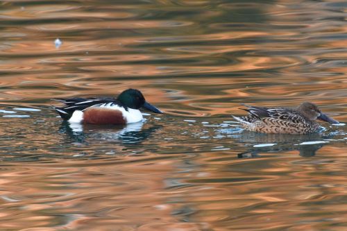 duck wild animals bird