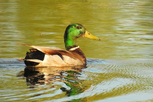 duck  bird  waters