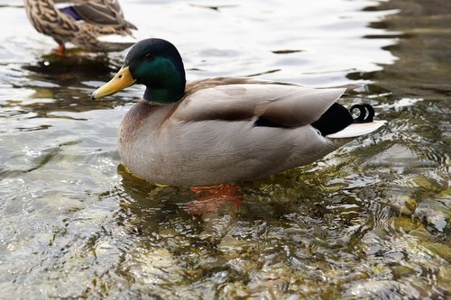 duck  water  lake