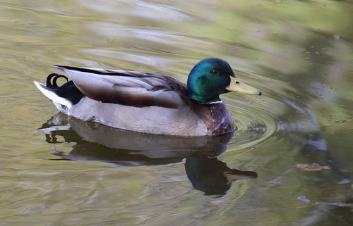 duck  water bird  poultry