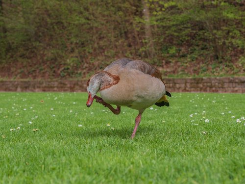 duck  water bird