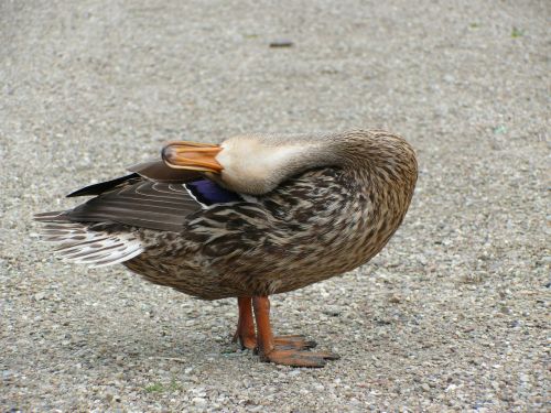 duck yoga animal