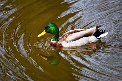 duck  mallard  drake