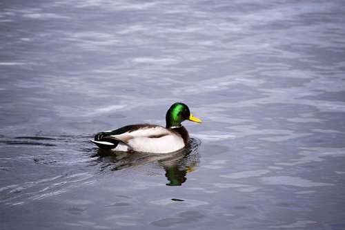 duck  water  bird