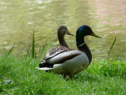 duck ducks lake
