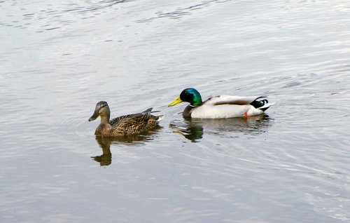 duck  bird  lake