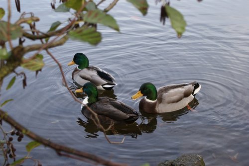 duck  puddle  waters