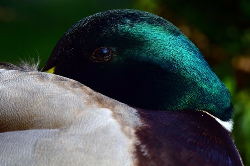 duck  mallard  male