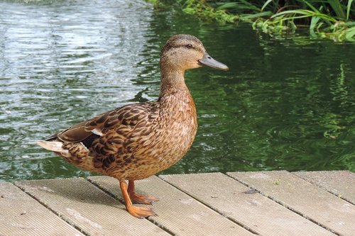 duck  nature  animal world