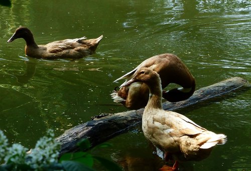 duck  bird  body of water