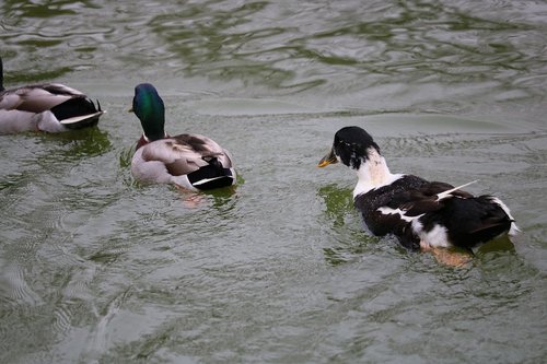 duck  body of water  swimming