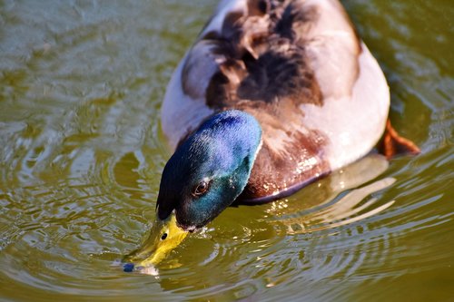 duck  drake  mallard