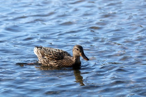 duck  water  pond