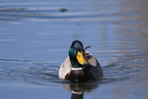 duck  water  swim