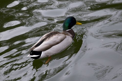 duck  fauna  lake