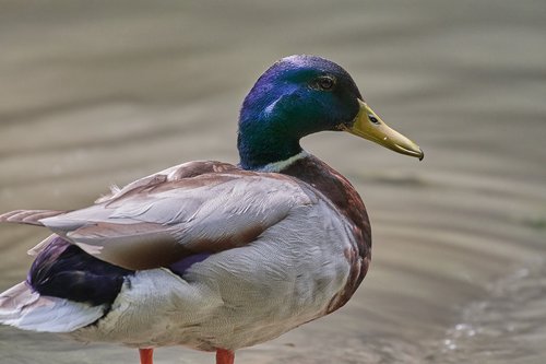 duck  water  water bird