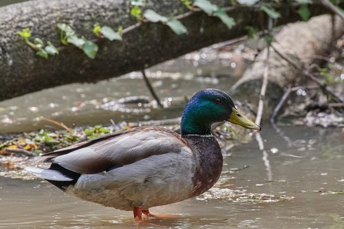 duck  water  water bird