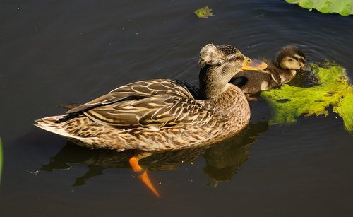 duck  mama  chicks