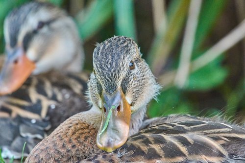 duck  female  water bird