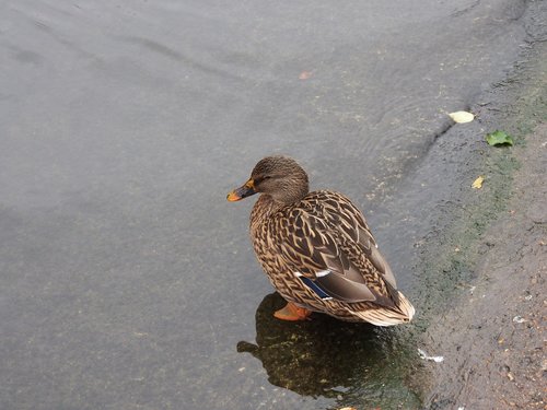 duck  bird  water bird