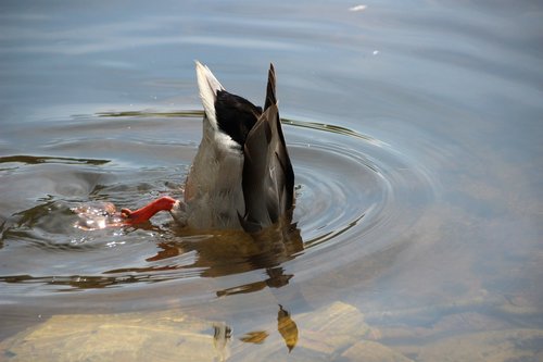 duck  diving  water bird