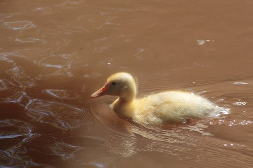 duck  small  cute