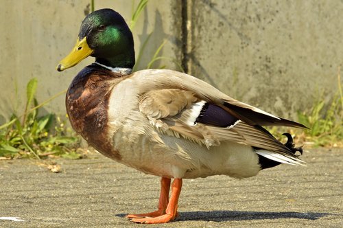 duck  nature  bird