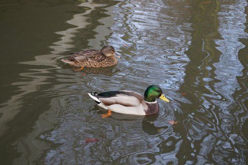 duck  water  animal