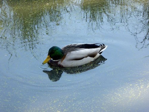 duck  drake  lake