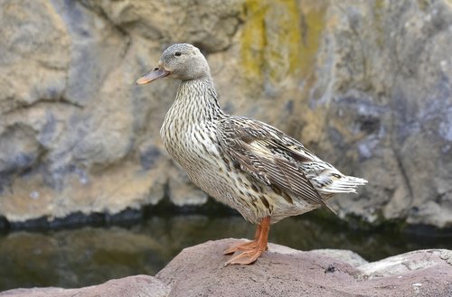 duck  nature  birds