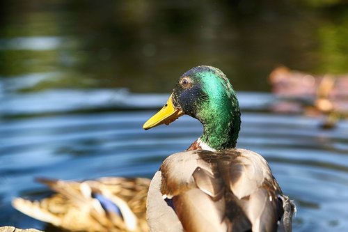 duck  animal  nature