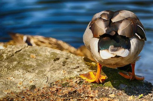 duck  animal  nature