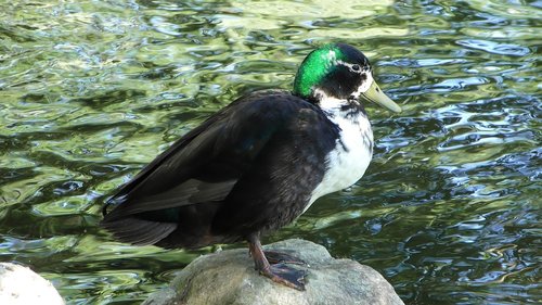 duck  plumage  mallard