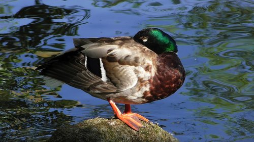 duck  plumage  mallard