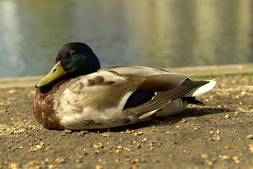 duck  by the river  bird