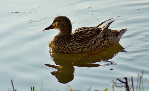 duck  animal  nature