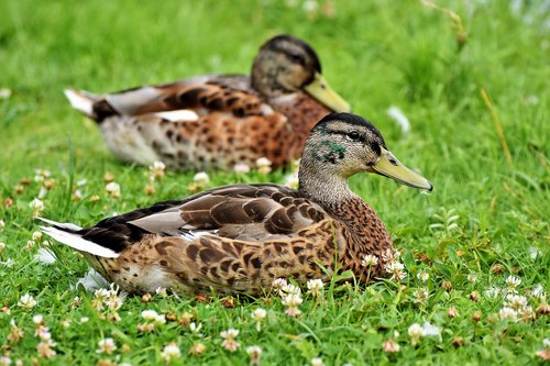 duck  bird  water bird