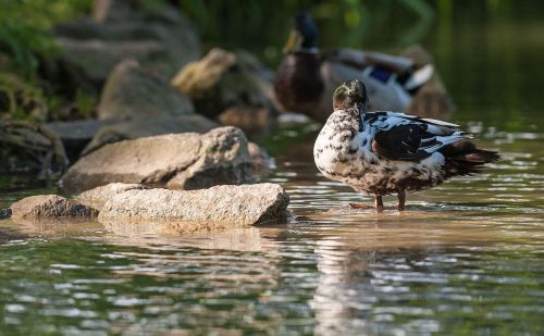 duck animal water