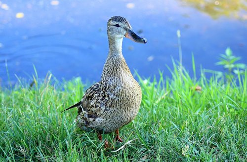 duck  crossword  water bird