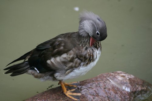 duck  water bird  animal