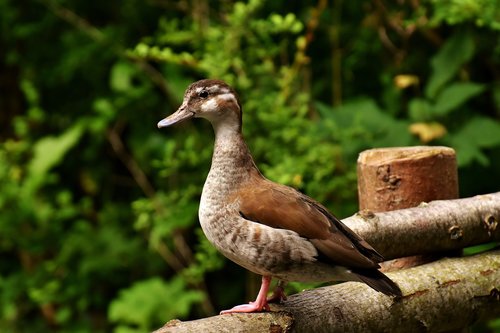 duck  water bird  animal